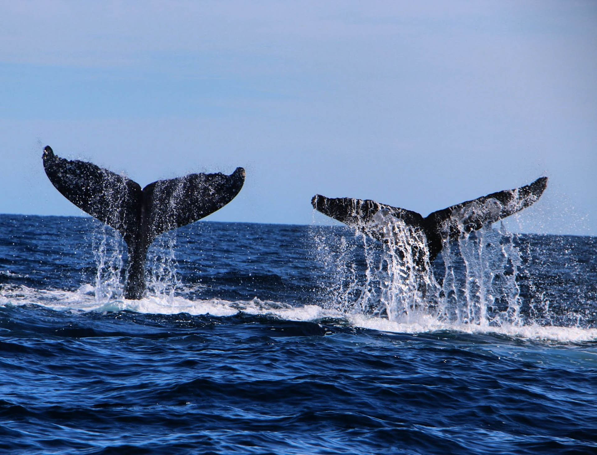 cabo-san-lucas-attractions-rogers-glass-bottom-boat-seabreeze-cabo-adventures.activities (10)